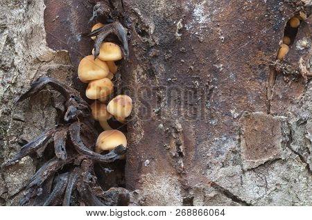 Flammulina Velutipes Mushrooms On An Old Stump