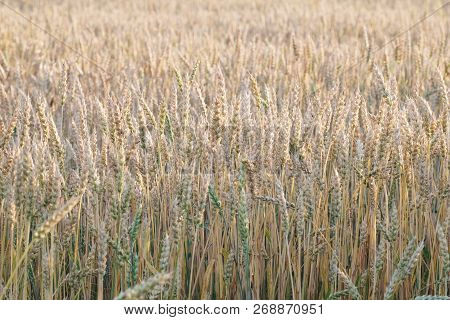 Wheat Field Without Horizon, In The Foreground Wheat Spikelets In Summer Yellow, Natural Vibrant Col