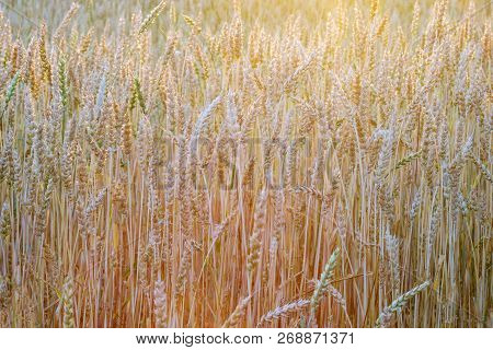 Wheat Field In Different Colors Of The Sunset Sun In The Summer Before Harvest, Warm Season