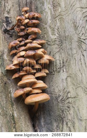 Flammulina Velutipes Mushrooms On An Old Stump