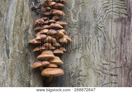 Flammulina Velutipes Mushrooms On An Old Stump