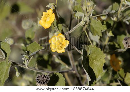 Flower Of A Flannel Weed (sida Cordifolia)