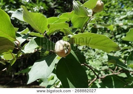 Pubescent Fruit Of Quince Tree In August
