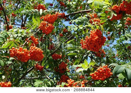 Branches Of Rowan With Green Leaves And Reddish Orange Fruits Against Blue Sky