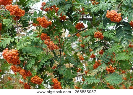 Bright Orange Berries On Branches Of Rowan