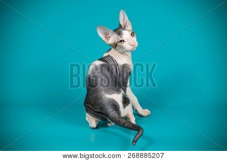 Don Sphinx Cat On Colored Backgrounds