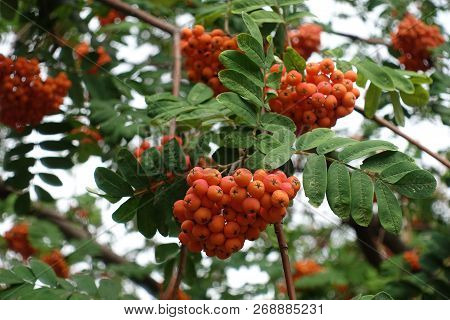 Closeup Of Reddish Orange Berries Of Rowan