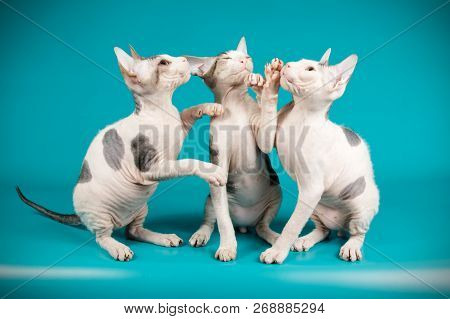 Don Sphinx Cat On Colored Backgrounds