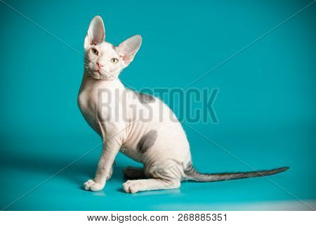 Don Sphinx Cat On Colored Backgrounds