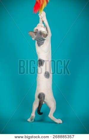 Don Sphinx Cat On Colored Backgrounds