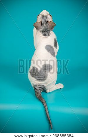 Don Sphinx Cat On Colored Backgrounds