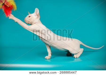 Don Sphinx Cat On Colored Backgrounds
