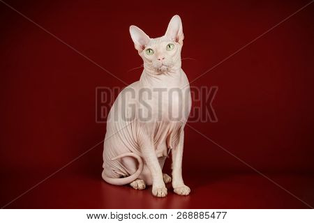 Don Sphinx Cat On Colored Backgrounds