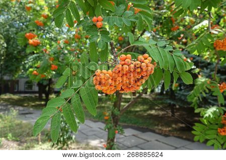 Fruits And Leaves Of Rowan In The Garden