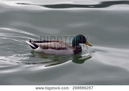 Awimming Wild Male Duck With Beautiful Colours