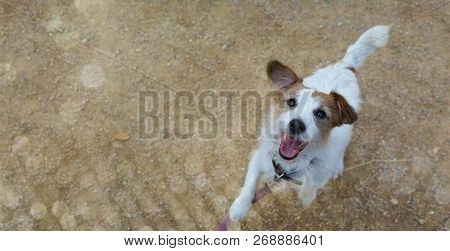 Banner Of A Cute And Happy Jack Russell Dog Jumping And Looking Up Begging Food. Isolated Portrait A