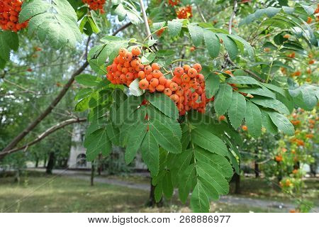 Orange Branches In The Leafage Of Rowan
