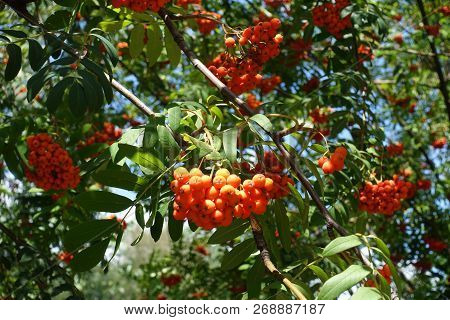 Reddish Orange Fruits On Branches Of Rowan Against The Sky