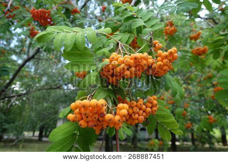 Ripening Berries On Branches Of Rowan Tree