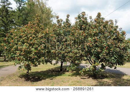 Three Whitebeam Trees With Ripening Berries In September