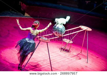 Cat Tamer Performs At The Circus .cat Tamer.