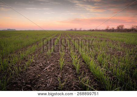 Beautiful Sunset In Field With Small Green Plants