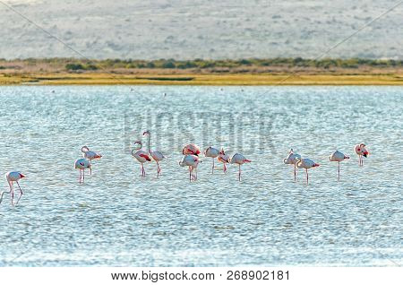 Greater Flamingos At The Geelbek Bird Hide On The Langebaan Lagoon On The Atlantic Ocean Coast Of Th
