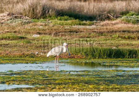 An African Spoonbill, Platalea Alba, At The Geelbek Bird Hide On The Langebaan Lagoon On The Atlanti