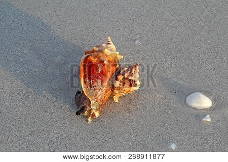 Predatory Apple Murex Snail (phyllonotus Pomum) Attacking And Eating A Florida Fighting Conch (strom