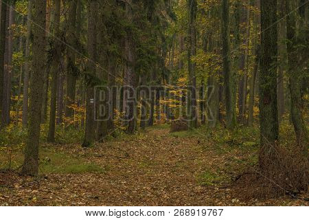 Dark Color Autumn Forest With Leaf Trees Near Luhacovice Town