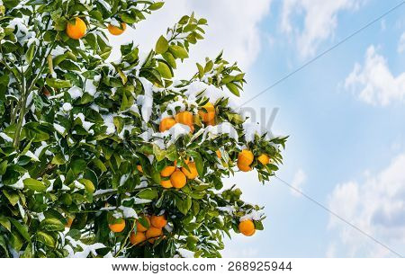 Oranges On A Tree Covered With Snow. Frozen Orange Tree With Fruits On A Sky Background.