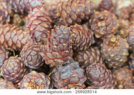 Background Of Siberian Cedar Cones. Horizontal Format Photography. Natural Fon.