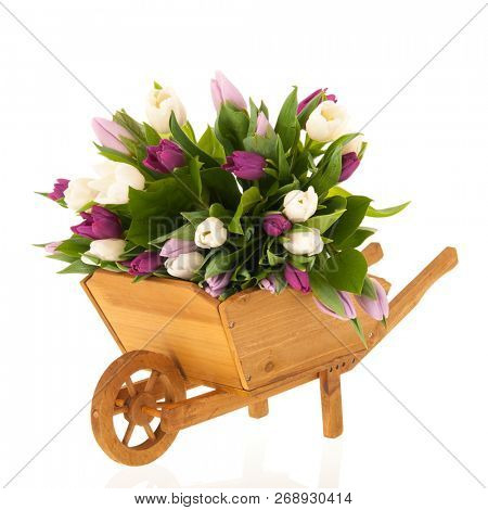 Bouquet colorful mixed tulips in wooden wheel barrow isolated over white background