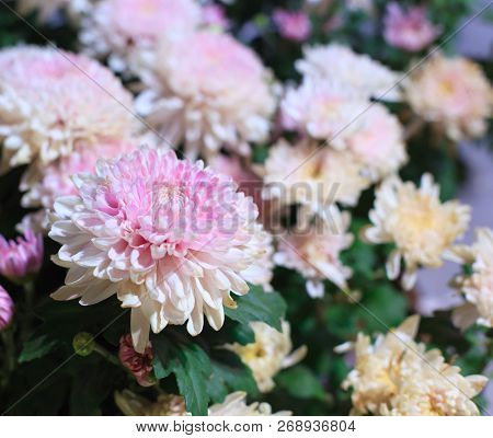 Beautiful Pink And White Blossoming Chrysanthemum Flowers As Background Picture. Chrysanthemum In Bl