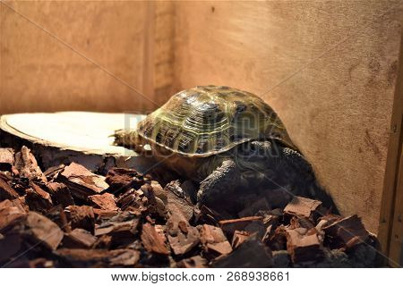 Cute Little Pet Central Asian Tortoise On The Floor In The House