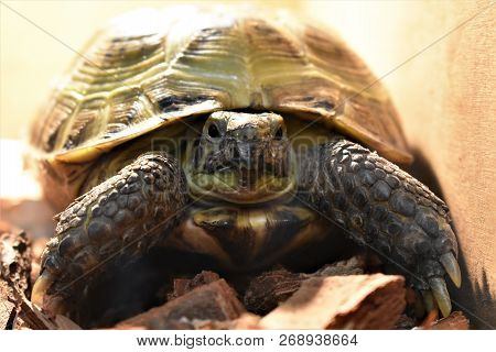 Cute Little Pet Central Asian Tortoise On The Floor In The House