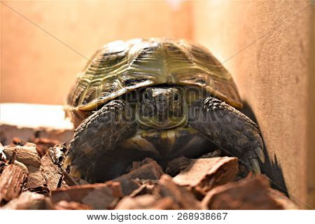 Cute Little Pet Central Asian Tortoise On The Floor In The House