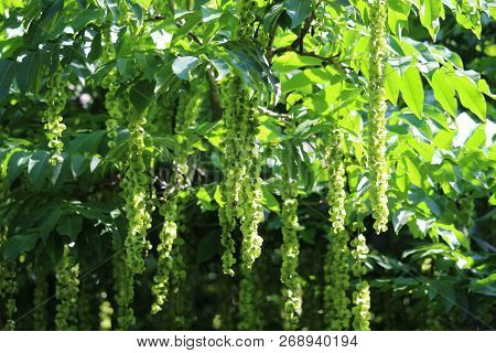 The Beautiful And Elegant Green Foliage And Flowers Of Pterocarya Fraxinifolia Also Known As  Caucas