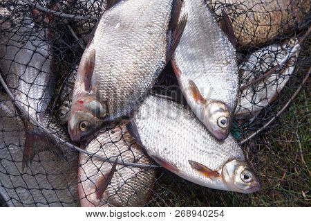 Freshwater White Bream Or Silver Bream And Bronze Bream Or Carp Bream On Landing Net..