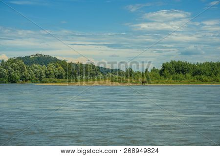 Horse Is Drinking Water By The River. Outdoors Summertime. Animals And Nature. Ecology. Drinking Hor