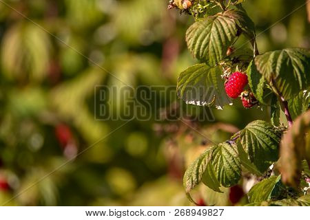Raspberries On Bush Branch. Autumn Raspberries Currants On Bush. Red Raspberries In Garden. Autumn B