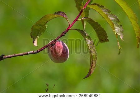 Peach On Tree Branch. Unripe Peach On Tree. Peach In Garden. Summer Fruit In Latvia. Tasty Peach In 