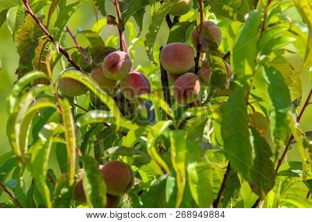 Peaches On Tree Branch. Unripe Peaches On Tree. Peaches In Garden. Summer Fruits In Latvia. Tasty Pe