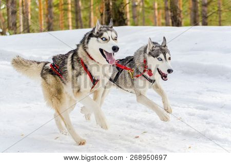 Two Siberian Husky Sled Dogs In Harness Rushing In The Forest. Husky Breed Sled Dogs Race Competitio