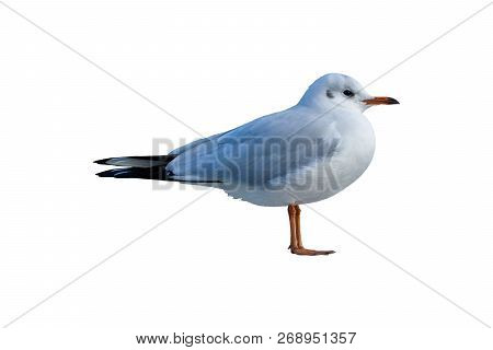 White Seagull Isolated On A White Background.
Isolated Birds And Animals.