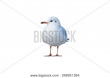 White Seagull Isolated On A White Background.
Isolated Birds And Animals.