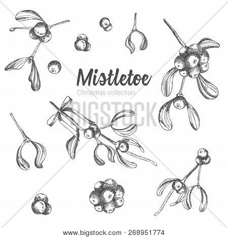 Set Of Hand Drawn Sketch Christmas Poinsettia Flowers. Vintage Style. Traditional Christmas Decorati