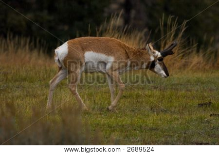Pronghorn antilope, Antilocapra Americana, parco nazionale di Yellowstone, Wyoming