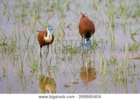 African jacana bird with chestnut plumage, blue shield on forehead walking on shallow water at Lake Manyara in Tanzania, East Africa (Actophilornis africanus)