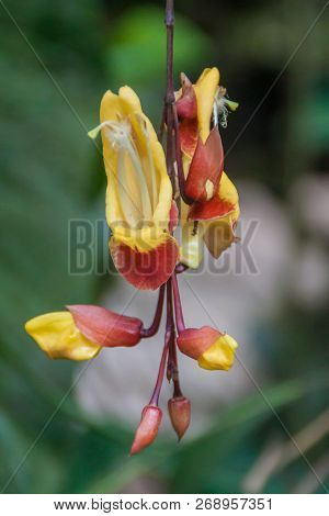 Orchidea In A Garden In Mindo, Ecuador